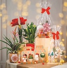 Calla en promo chez Super U Calla dans le catalogue Super U