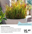 Japanisches Blutgras für 15,49 € bei Hellweg im Angebot Japanisches Blutgras im aktuellen Hellweg Prospekt