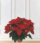 Poinsettia - U dans le catalogue U Express