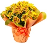 Chrysantheme in Manschette Angebote bei Kaufland Oldenburg für 5,55 €