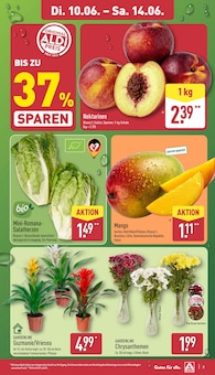Pflanzen Angebot im ALDI Nord Prospekt, gültig von 10.06.2025 bis 14.06.2025 Pflanzen Angebot im aktuellen ALDI Nord Prospekt auf Seite 3