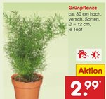 Aktuelles Grünpflanze Angebot bei Netto Marken-Discount in Duisburg ab 2,99 €