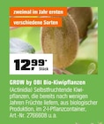 Bio-Kiwipflanzen von GROW by OBI im aktuellen OBI Prospekt
