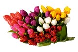 REWE Altentreptow - Tulpen Angebot im Prospekt Tulpen bei REWE im Altentreptow Prospekt für 1,79 €
