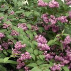 Arbuste de haie fleurie dans le catalogue Carrefour