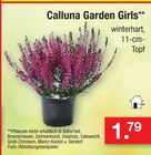 Zimmermann - Calluna Garden Girls Angebot im Prospekt Calluna Garden Girls bei Zimmermann im Prospekt "" für 1,79 €