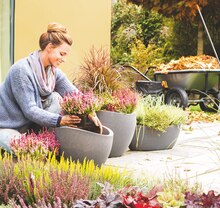 Knospenblüher-Heide bei OBI in Norderstedt Knospenblüher-Heide im Angebot bei OBI Norderstedt