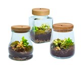 Promo Terrarium lumineux à 10,99 € dans le catalogue Carrefour à Toulon