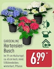 Hortensien-Busch im Angebot bei ALDI Nord in Castrop-Rauxel Hortensien-Busch Angebote von Gardenline bei ALDI Nord Castrop-Rauxel für 6,99 €