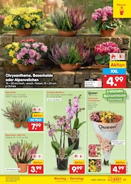 Schnittblumen Angebot & Preis im aktuellen Netto Marken-Discount Prospekt Schnittblumen Angebot im aktuellen Netto Marken-Discount Prospekt auf Seite 33