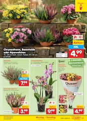 Ähnliche Bornholm-Margerite Angebote im Prospekt "Aktuelle Angebote" von Netto Marken-Discount Ähnliches Angebot bei Netto Marken-Discount in Prospekt "Aktuelle Angebote" gefunden auf Seite 33