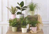 Mixte plantes vertes dans le catalogue Hyper U