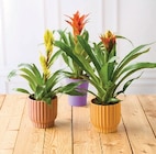 Bromelia en cache-pot céramique Emmy - Super U à Niort Bromelia en cache-pot céramique Emmy en promo chez Super U Niort à 9,99 €