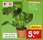 Aktuelles Grünpflanze Angebot bei Netto Marken-Discount in Essen ab 5,99 €