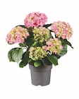 Ballhortensie Angebote bei Lidl Frankfurt für 5,99 €