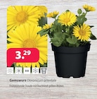 Gemswurz Doronicum orientale Angebote bei Kiebitzmarkt Seevetal für 3,29 €