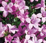 Glockenblume Ambella von  im aktuellen Pflanzen Kölle Prospekt für 4,99 €