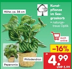 Kunstpflanze im Seegraskorb im aktuellen Prospekt bei Netto Marken-Discount in Haste