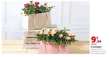 3 rosiers - Super U à Besançon 3 rosiers en promo chez Super U Besançon à 9,99 €