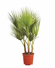 Winterharte Palme für 12,99 € bei Lidl im Angebot Winterharte Palme im aktuellen Lidl Prospekt