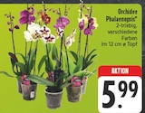 Aktuelles Orchidee Phalaenopsis Angebot bei EDEKA in Chemnitz ab 5,99 €