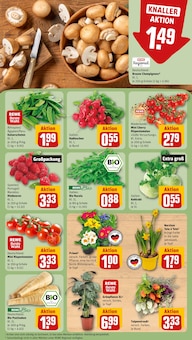 Pflanzen im aktuellen REWE Prospekt (Ludwigshafen (Rhein)) Pflanzen im REWE Prospekt "Dein Markt" mit 28 Seiten (Ludwigshafen (Rhein))