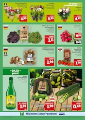 Zimmerpflanzen im Marktkauf Prospekt in Leipzig Aktueller Marktkauf Prospekt mit Zimmerpflanzen, "AUSWAHL RIESIG, PREISE NIEDRIG", Seite 11
