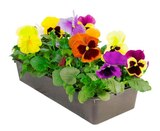 Pensée en promo chez Carrefour Pensée dans le catalogue Carrefour