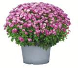 Chrysanthemenbusch bei toom Baumarkt im Krumbach Prospekt für 3,99 €