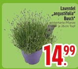 Aktuelles Lavendel 'angustifolia' Busch Angebot bei EDEKA in Augsburg ab 14,99 €