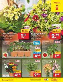 Grünpflanzen im Netto Marken-Discount Prospekt "Aktuelle Angebote" mit 55 Seiten (Solingen (Klingenstadt))