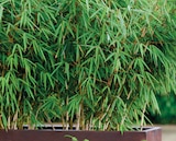 Bambou pot 17 cm en promo chez Intermarché Hyper Quimper à 15,99 €