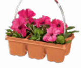 Beetpflanzen im aktuellen Netto Marken-Discount Prospekt