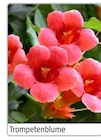 Trompetenblume im Hagebaumarkt Prospekt zum Preis von 9,99 €