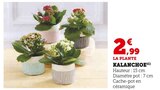 Kalanchoe en promo chez Super U Sarcelles à 2,99 €