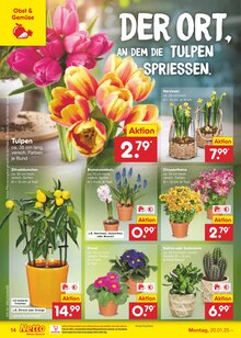 Blumen im Netto Marken-Discount Prospekt "Aktuelle Angebote" mit 59 Seiten (Kassel)