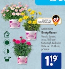 Beetpflanze von Gardenline im aktuellen ALDI SÜD Prospekt für 1,19 €