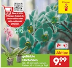 gefärbte Orchideen Angebote bei Netto Marken-Discount Osnabrück für 9,99 €