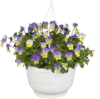 Hornveilchen-Ampel für 5,55 € bei Pflanzen Kölle im Angebot Hornveilchen-Ampel im aktuellen Pflanzen Kölle Prospekt