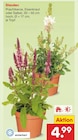 Stauden im Angebot bei Netto Marken-Discount in Mettmann Stauden Angebote bei Netto Marken-Discount Mettmann für 4,99 €