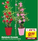 Dipladenie-Pyramide Angebot im toom Baumarkt Prospekt Dipladenie-Pyramide im toom Baumarkt Prospekt zum Preis von 9,99 €