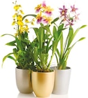 Orchideen-Mix 'Exotisch' mit Keramik  im aktuellen Netto mit dem Scottie Prospekt für 7,99 €