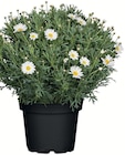 Margeriten-Busch bei bauSpezi im Sulzfeld Prospekt für 9,99 €