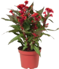 Aktuelle Blumen Angebote bei tegut in Nürnberg Aktuelles Brandschopf „Celosia“ Angebot bei tegut in Nürnberg ab 3,99 €
