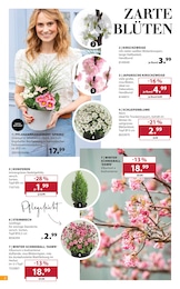 Pflanzen im Dehner Garten-Center Prospekt "Aktuelle Angebote" auf Seite 2