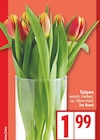 Aktuelles Tulpen Angebot bei EDEKA in Berlin ab 1,99 €