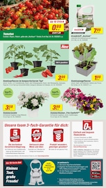 Aktueller toom Baumarkt Prospekt mit Blumen, "Respekt, wer's selber macht.", Seite 2