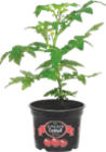 Plant de tomates cocktail - GARDENLINE - Aldi Plant de tomates cocktail - GARDENLINE à 1,49 € dans le catalogue Aldi