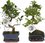 Bonsai S-Form in Keramik mit Untersetzer Angebote bei GLOBUS Salzgitter für 20,00 €