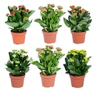 Kalanchoe à 1,99 € dans le catalogue Carrefour
